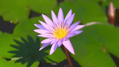 Purple Water Lily Blooming in Tropical Pond