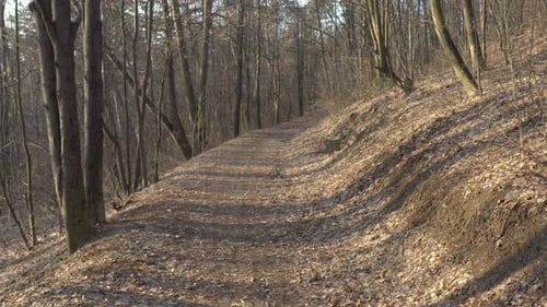 Morning scene in the woods 4K drone video