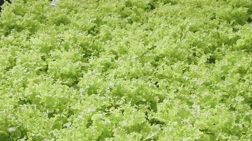 Dolly shot of organic freshness vegetables hydroponic green house soiless water system