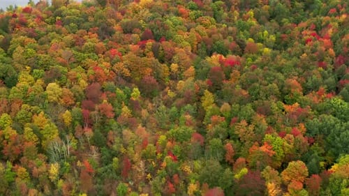 Aerial View of Colorful Autumn Forest in Mountains