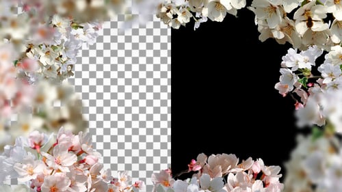 Beautiful Floral Frame Overlay Transition
