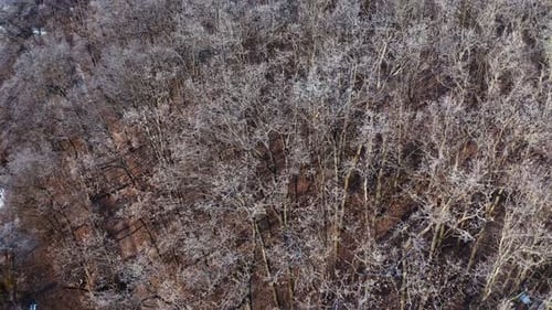 Drone Shot of Winter Forest with Hoarfrost
