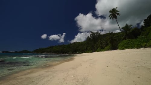 Beach With Palmtree