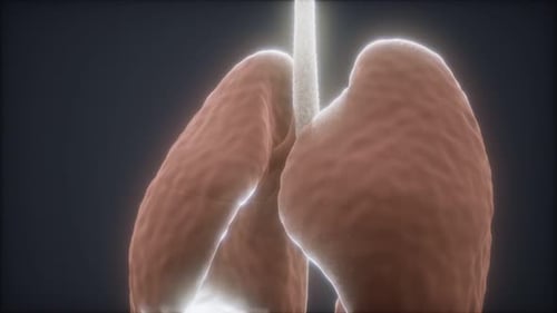 3d Animation of Human Lungs