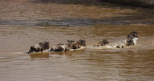 Wildebeest Herd Crossing River in the Daytime