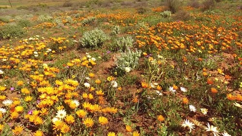 Wild Flowers, Namaqualand, South Africa