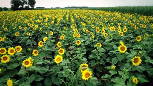 Luftaufnahme von Sonnenblumen in frischen grünen Feldern.