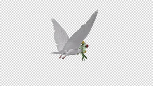 Dove with Bouquet - 4K Flying Cycle - Back Angle