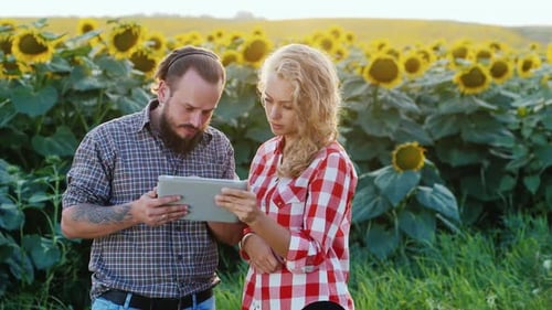 Farmers Work in a Field of Green Corn