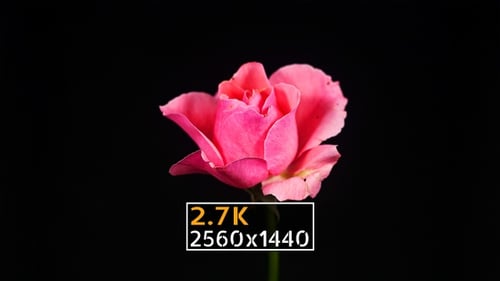 Pink Rose Wilting Time Lapse on Black Background