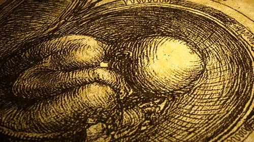 Anatomie, Kunstzeichnen