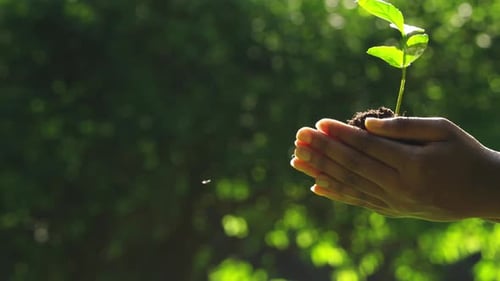 Tender Female Hands Holding Fresh Green Sprout Outdoors