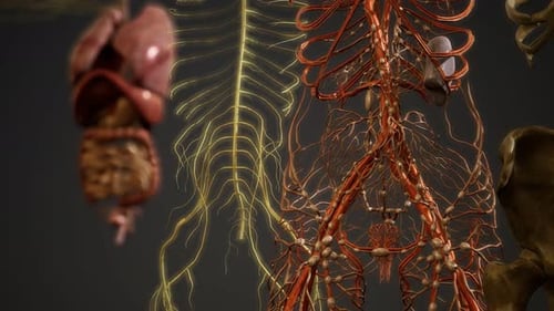 3D Animated Human Anatomy: Organ and System Reveal
