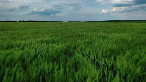 Luftaufnahme einer großen grünen Wiese