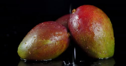 A Ripe Mango Falling Water Drops with a Splash.