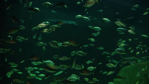 School of Fish Swimming Underwater in Aquarium