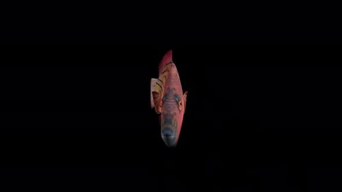 Blick auf Fische mit roten Streifen von vorne