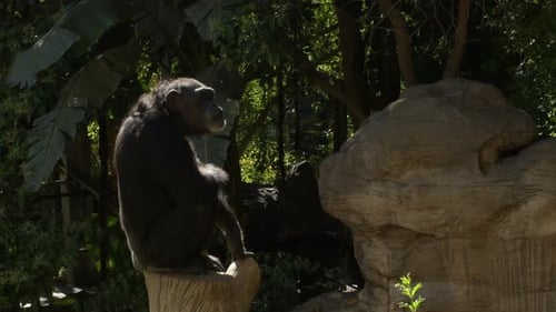 Chimpanzee in a Natural Park