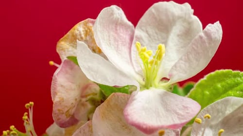 Close Up of Flower Blooming in Time-Lapse