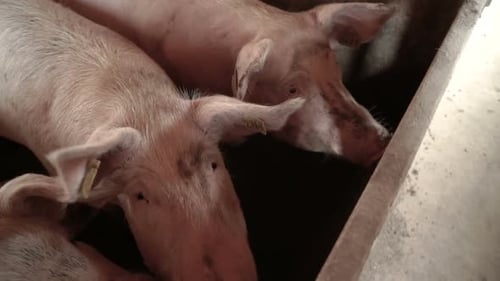 Pig farm with many pigs