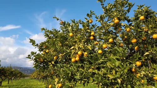 Vibrant Orange Grove on a Sunny Day