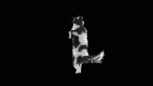 Cat Dancing HD