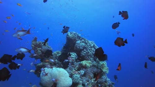 Underwater Fish and Coral Garden