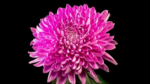 Blooming Pink and White Chrysanthemum Flower Close Up