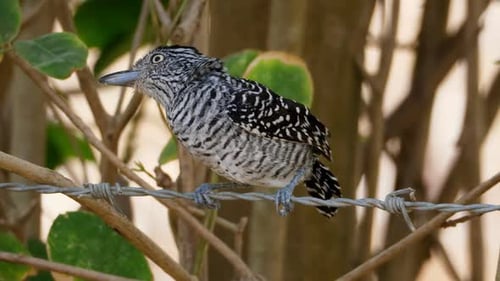 Barred Antshrike Bird in its Natural Habitat in the Tropics