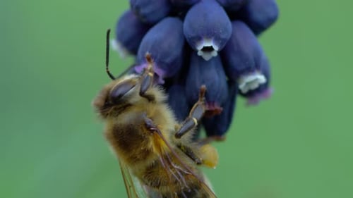 Bee Collecting Pollen from Purple Flower Close-up