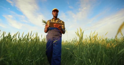 Farmer Inspecting Crops With Tablet in a Field