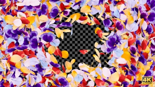 Fluid Colorful Petals Transition for Romantic Reveals