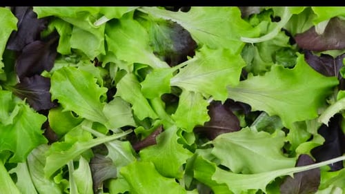 Arrière-plan de rotation des feuilles de laitue ou autre concept alimentaire vert sain