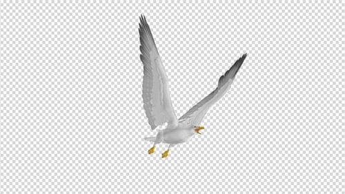 Sea Gull - Flying Loop - Side Angle View