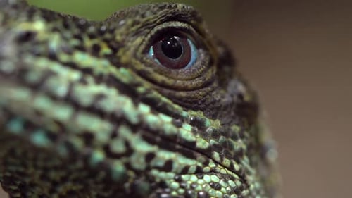 Macro view of lizards face