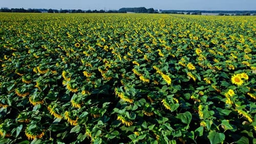 Sunflower Blooming in a Vast Sunflower Field Fluttering in the Wind