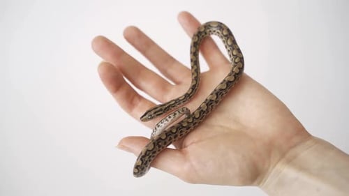 Un serpent rampe sur une main
