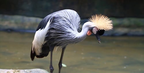 Bird Preening