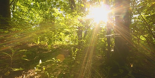 La nature Godrays