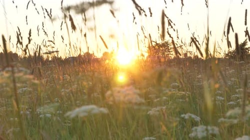 Golden Sunlight Shines Through Grasses and Wildflowers