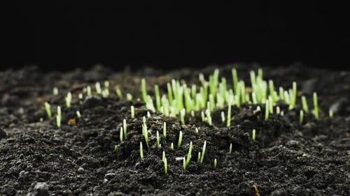 Growing Plants in Timelapse, Sprouts Germination Newborn Plant, Rye Field, Cereal Crop, Time Lapse