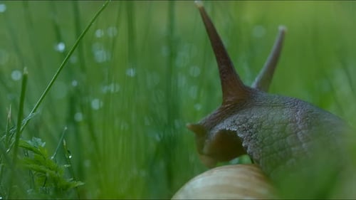 Große Schnecke im Gras mit Tau