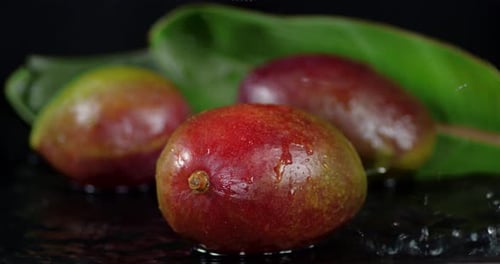 On Mango with Leaves Falling Drops of Water with Splash.