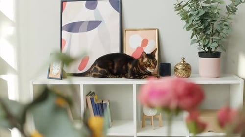 Bengal Cat Resting on Shelf in Bright Home