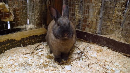 Rabbit Chewing Hay on the Farm Yard