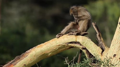 Chacma Baboon In A Tree - South Africa