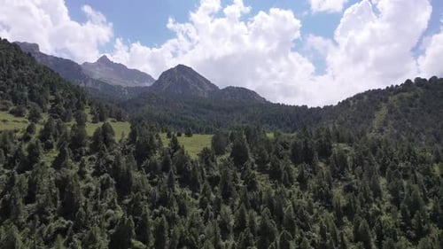 Kyrgyzstan Forest