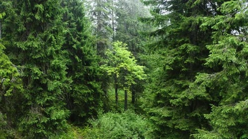 Im Wald durch die Bäume fliegen. Luftaufnahme eines grünen Waldes. Drohnenaufnahmen von Wild Nature.