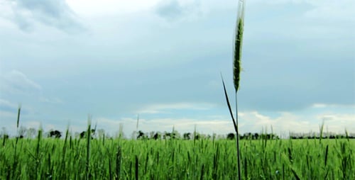 Field Of Green Ears And Cloudy Sky