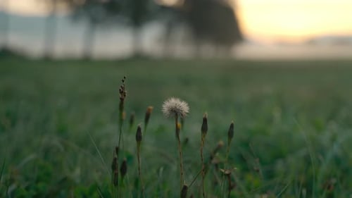Wildflowers In Meadow On Misty Morning